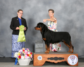 German Rottweiler Grand Champion Fritz