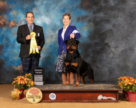 German Rottweiler Grand Champion Fritz
