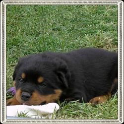 Havoc Puppy