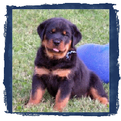 Journey Puppy