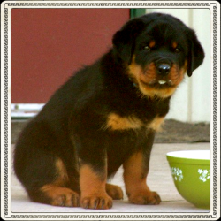 Journey Puppy