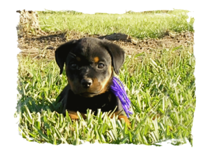 German Rottweiler Puppies