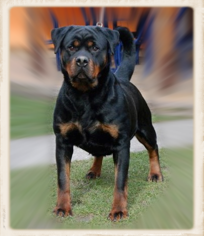 German Rottweiler Breeder - Responsible Breeder