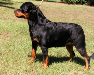 German Rottweiler Grand Champion Journey Dam Kuba