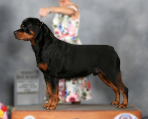 German Rottweilers Grand Champion Fritz