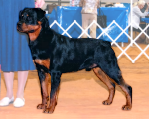 German Rottweiler Grand Champion Havoc
