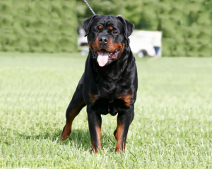 German Rottweilers Grand Champion Jacco