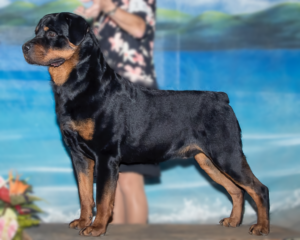 German Rottweilers Grand Champion Journey