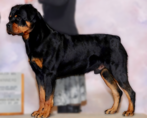 German Rottweilers Grand Champion Sunny