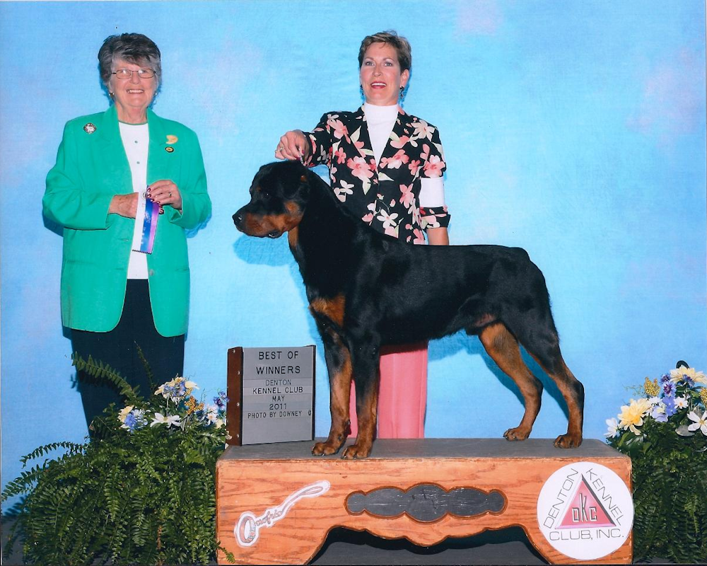 German Rottweiler Champion