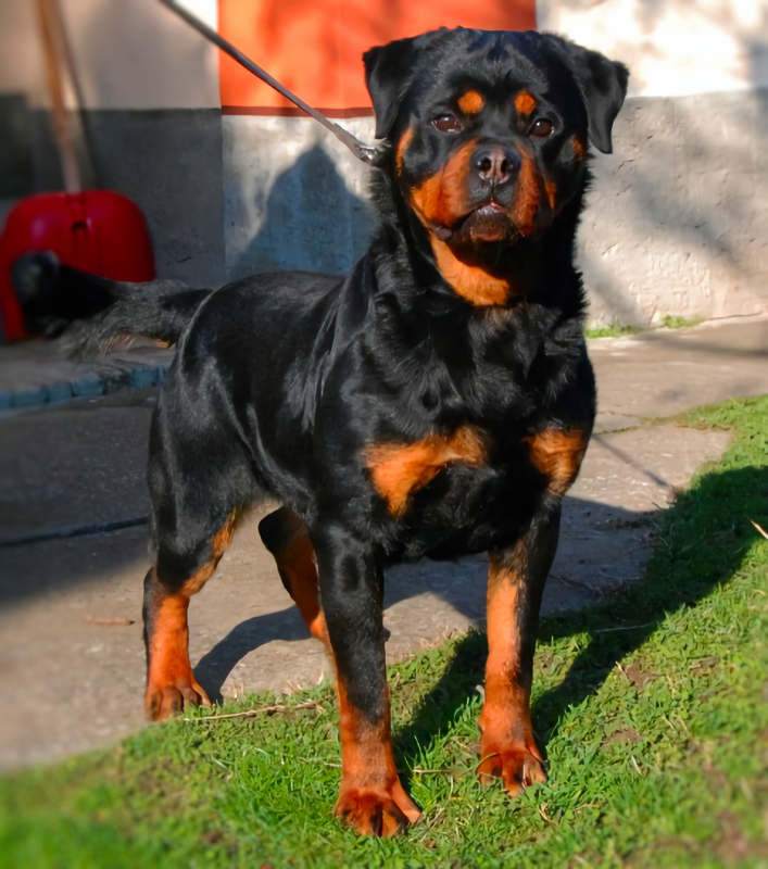 German Rottweiler Champion