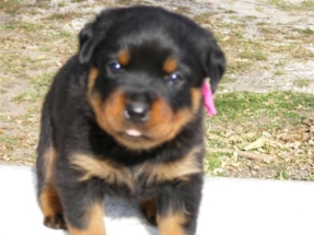 pup10
