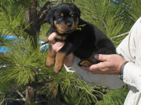 pup17