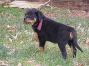pup19