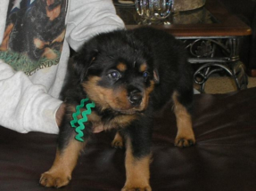 pup4