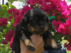 pup9
