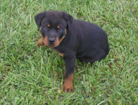 puppy1