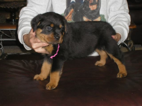 puppy10