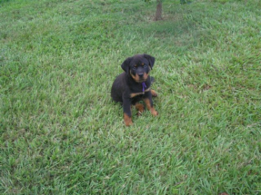 puppy2