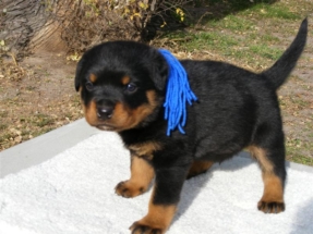 puppy4