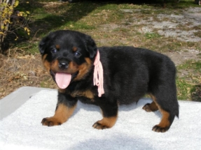 puppy5