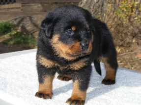 puppy6