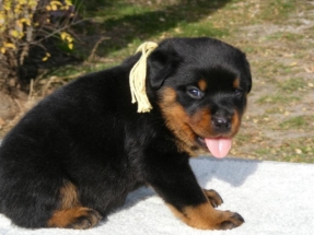 puppy7