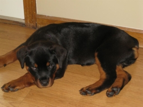 puppy8