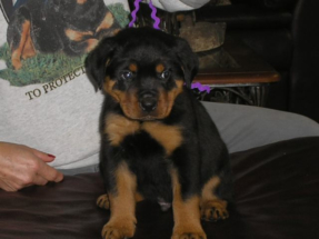 puppy9